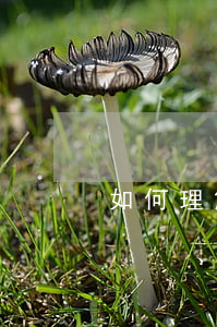 如何理解因開(kāi)除、除名、辭退、辭職、自動(dòng)離職發(fā)生的爭(zhēng)議
